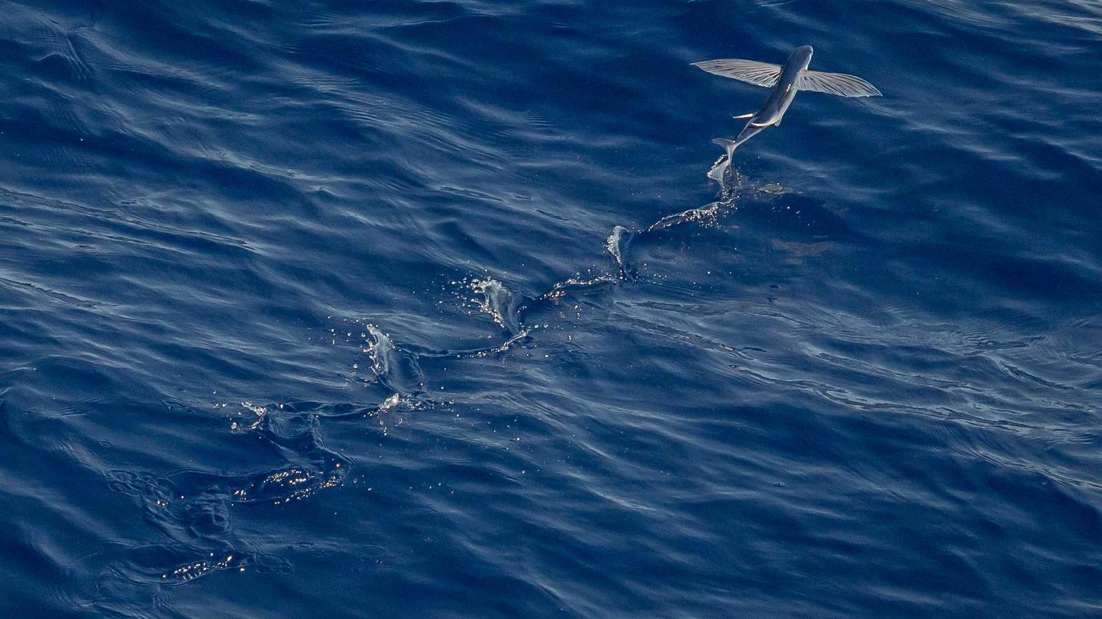 函館朝市の5:50スタート散歩メモ